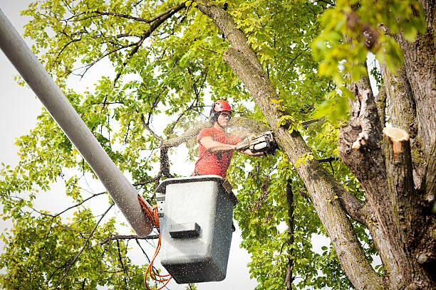 How Our Tree Care Process Works  in  Mastic, NY